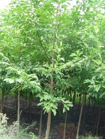 编辑词条 中文学名 香籽含笑  界 植物界  纲 单子叶植物纲 属 含笑属