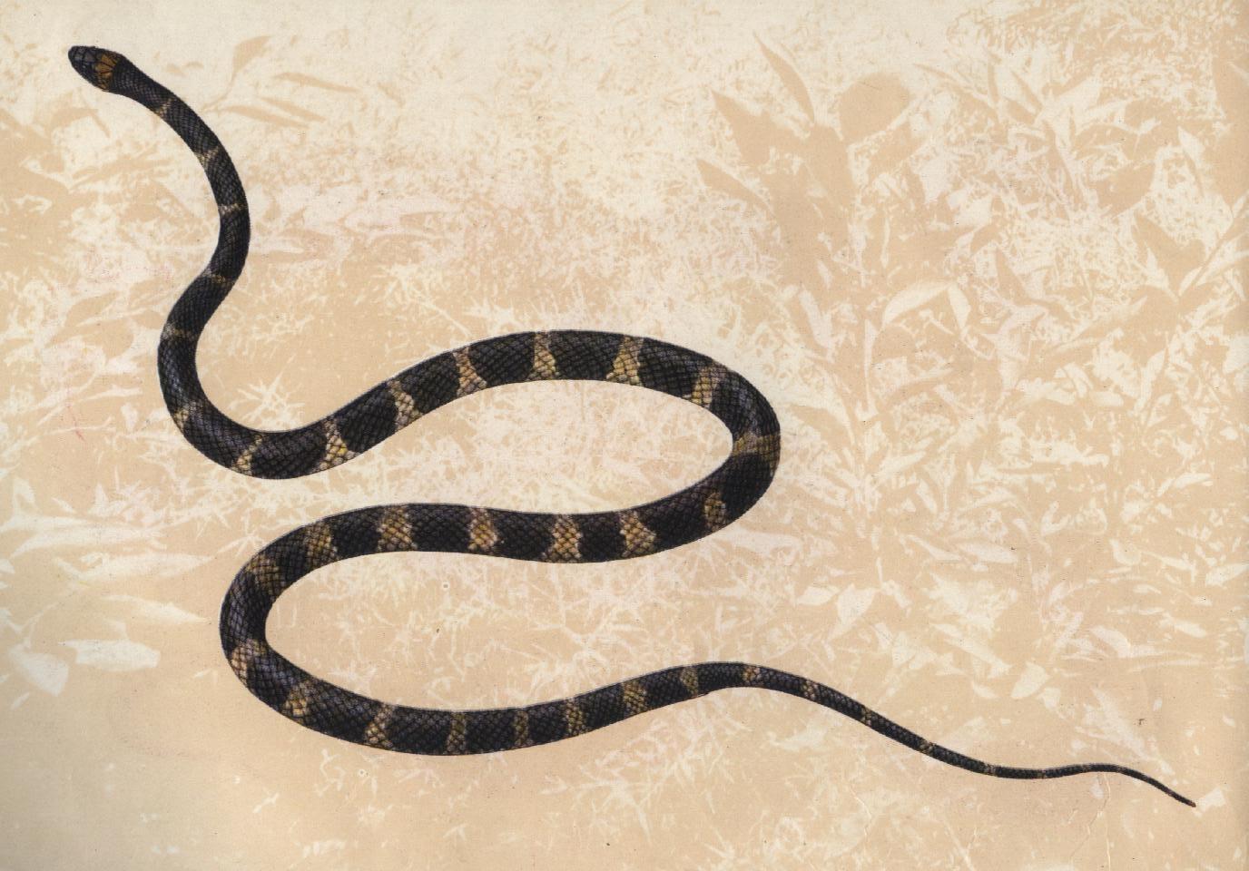 蛇属于什么纲目 0