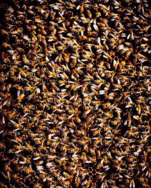 蜜蜂(昆虫纲动物) - 搜狗百科