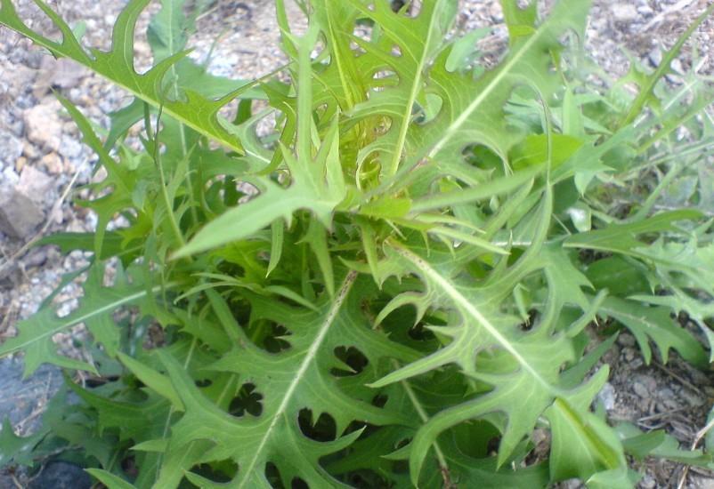 山莴苣(学名:lagedium sibiricum (l.)sojak),菊科山莴苣属植物.