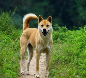 中华田园犬主要分布于长城以南,青藏高原以东,以中原为中心的低海拔