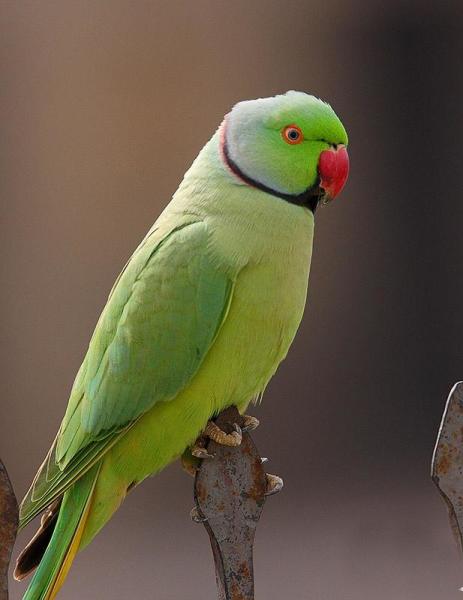 红领绿鹦鹉东非亚种