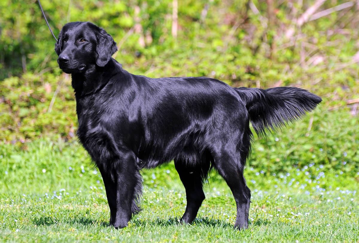 平毛寻回犬