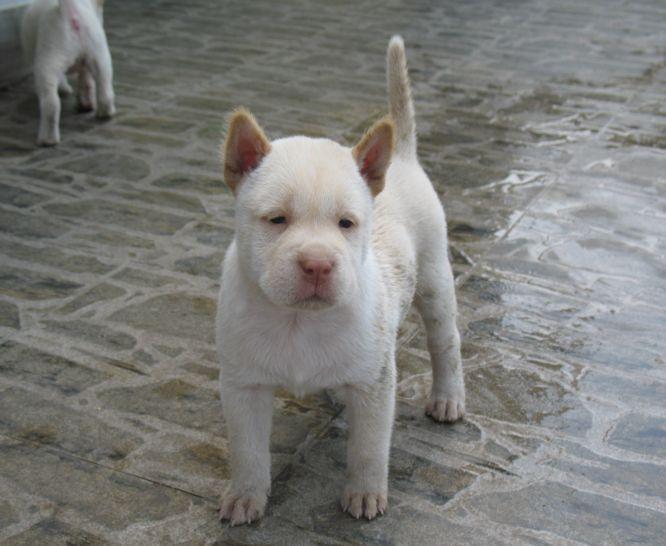 下司犬