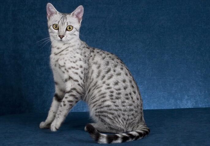 埃及猫