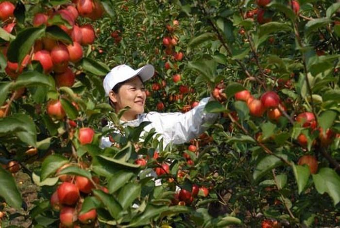 长林岛金红苹果