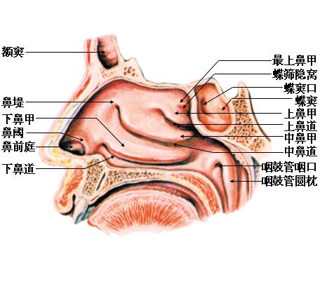 中鼻甲前端外上方的鼻腔侧壁有小丘状隆起称为