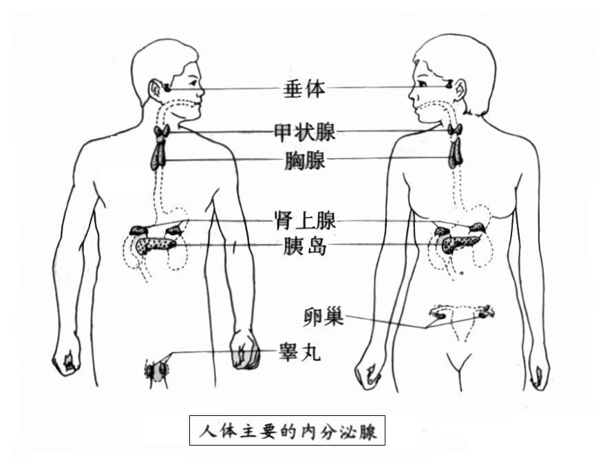 内分泌腺