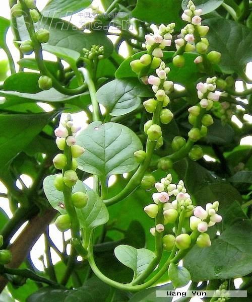 豆腐菜(植物 搜狗百科