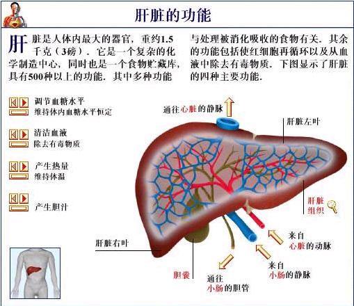 肝脏代谢