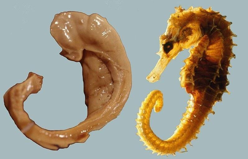 海马组织