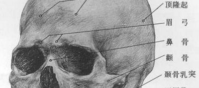 眉骨,额骨的眶部,位于眶上缘上方的弓状隆起骨骼.