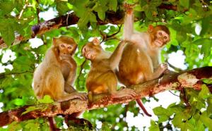 猢狲 - 搜狗百科