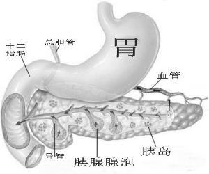 慢性胰腺炎 搜狗百科