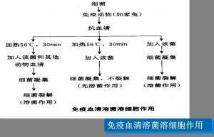 补体系统