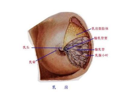 女性乳头内陷的发生率为1%～2%,通常为双侧,亦可仅发生于一侧,乳头内
