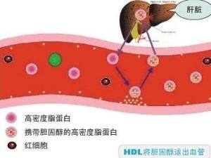 什么是高密度脂蛋白呀 300