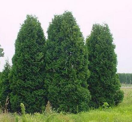 香柏树