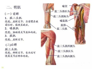 骨骼肌