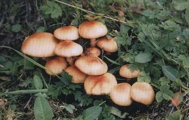 五台山蘑菇在冰箱冷冻六年,还能吃吗?