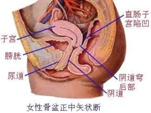 男性尿道外口位于阴茎头的顶端,女性尿道外口在阴道前庭处,位于阴道口