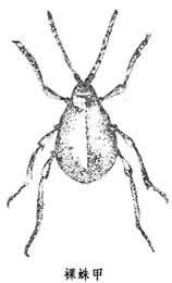 鞘翅目coleoptera长蠹总科bostrichoidea蛛甲科ptinidaelatreille