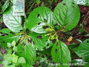 目产于四川奉节等地,模式标本采自贵州分布区域金粟兰属属木兰亚纲亚