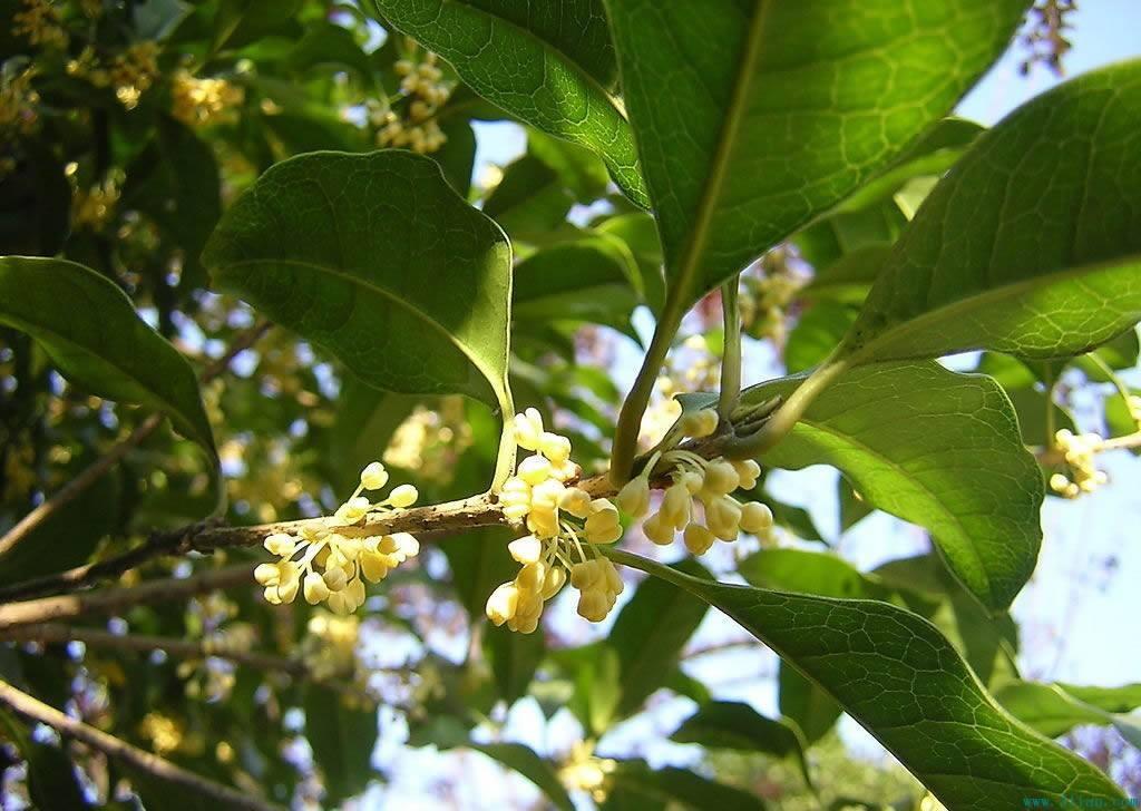 桂花
