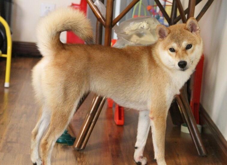 中华田园犬