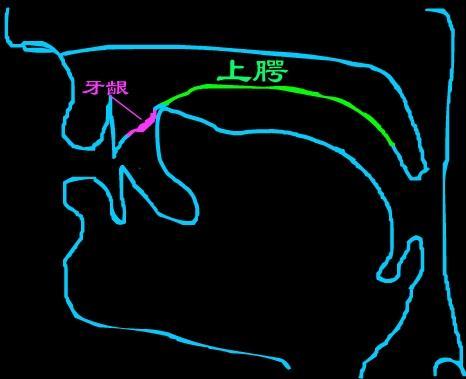 版本 摘要 舌尖前音(又叫平舌音)是指舌头平伸,抵住或接近上齿背