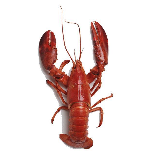 大龙虾(英文名:lobster,拉丁学名:palinuridae)是甲壳纲(crustacea)