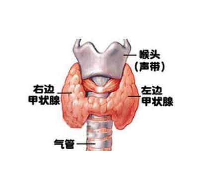 甲状腺位置