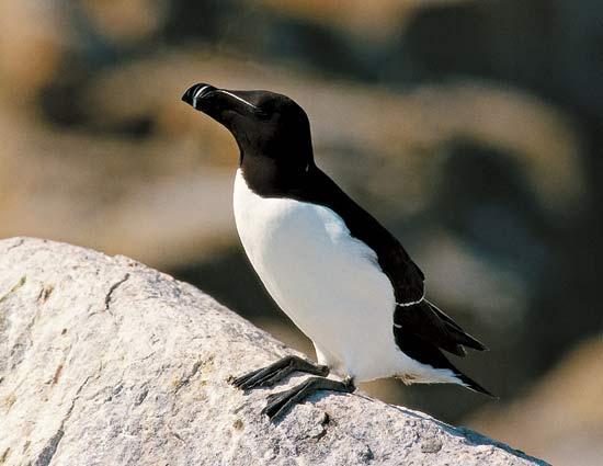 大海雀(pinguinus impennis)又名北极大企鹅,是一种不大会飞的水鸟