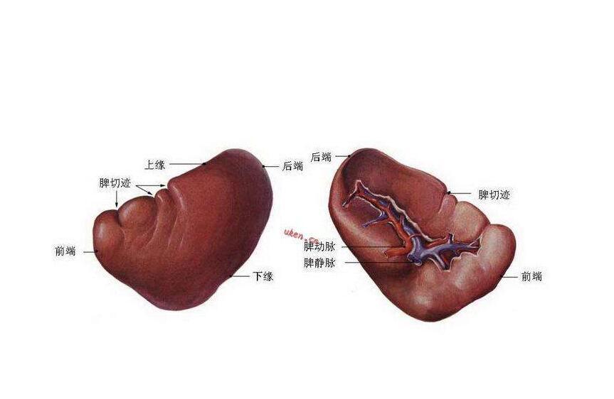 在接近脾门处分出胃网膜  脾脏是 外周免疫器官之一,脾脏有三大功能