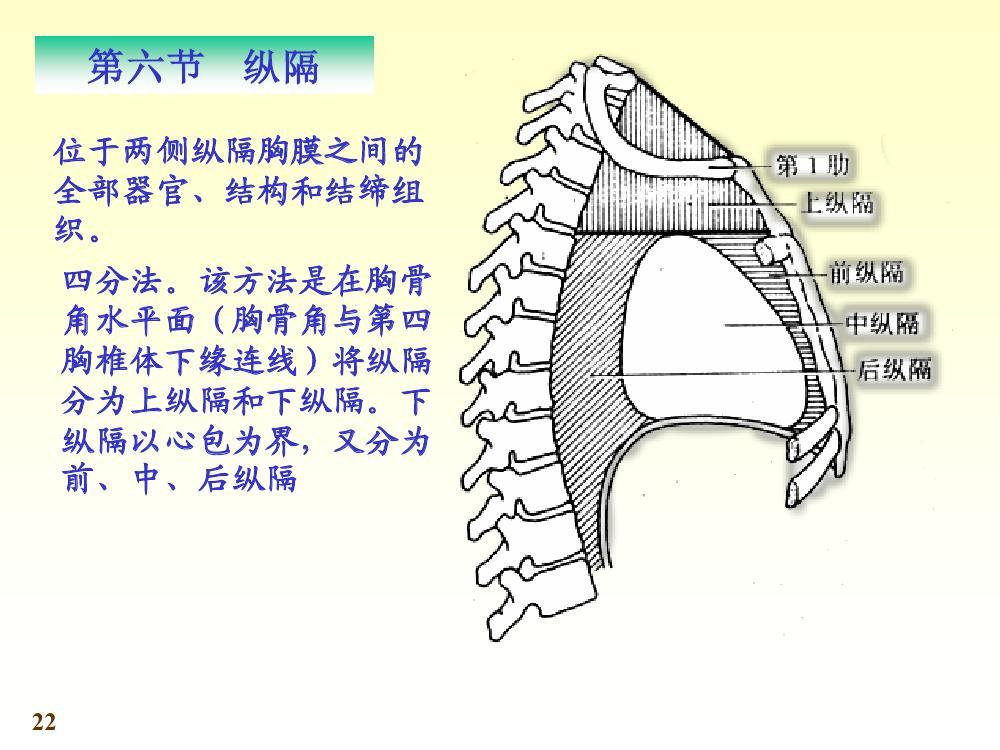 纵隔