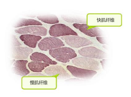 纤维 外文名 muscle fiber  形状 细长  词条标签: 身体生物医学肌肉