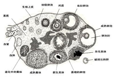 优势卵泡