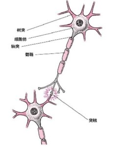 神经细胞