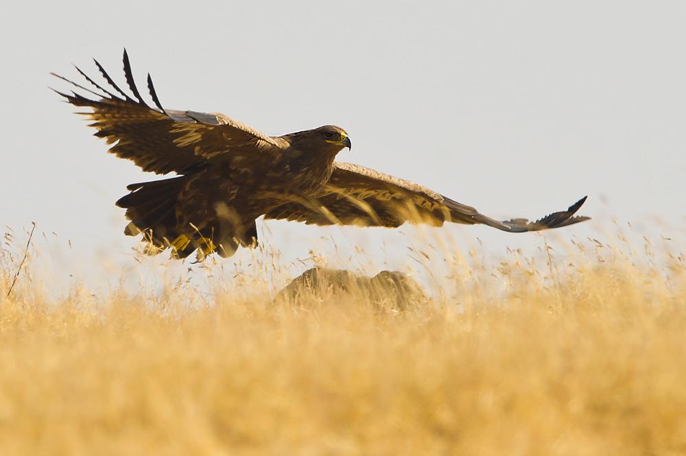 最凶的鹰_世界十大老鹰排名 第一体长超过一米 是最凶猛的老鹰