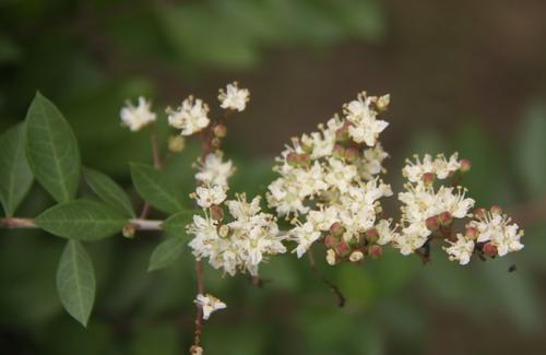 散沫花