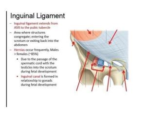 外侧脚向内上发出的纤维经精索之后,移行于腹直肌鞘前层,称反转韧带