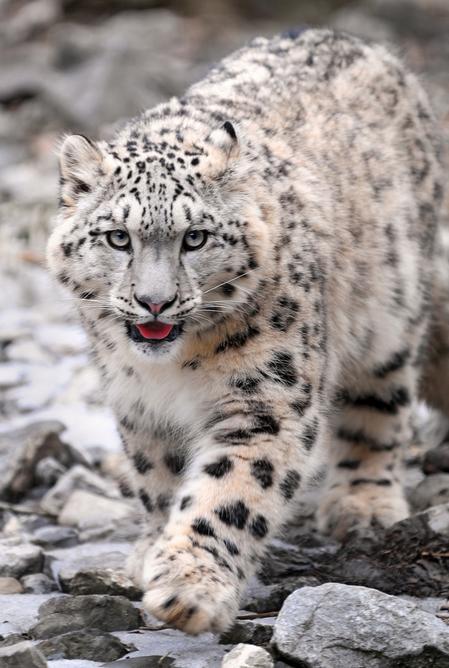 雪豹(雪线附近和雪地间活动的猫科动物)