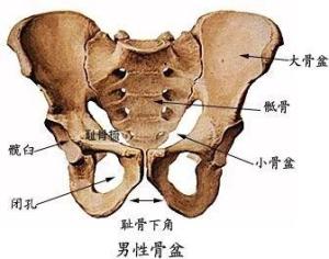 耻骨上支上面有一条锐嵴,称耻骨梳(pecten pubis),向后移行于弓状线