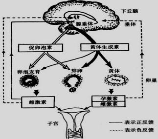 下丘脑-垂体-卵巢轴