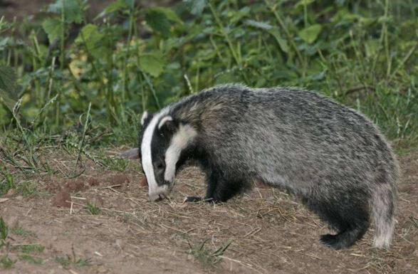 獾【英文名 badger,brock【中文别名 狗獾,猪獾,獾子