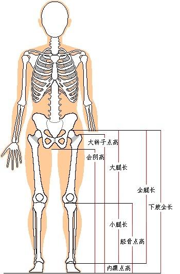 大腿长