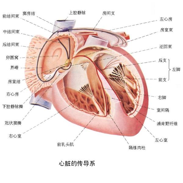 编辑词条 中文名 房室束  别称 希氏束  作用 连接房室结和蒲肯野纤维