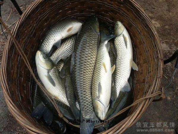 信宜话带字表情