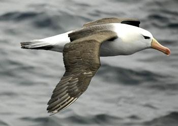 鲸鱼种类及介绍 0