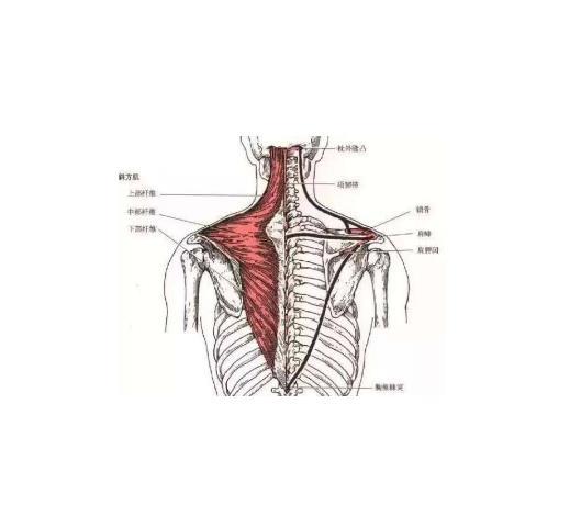 斜方肌锻炼方法